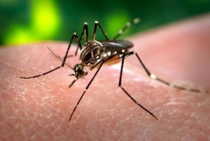 The yellow fever mosquito (Aedes aegypti), pictured here, is known for spreading diseases such as dengue fever, chikungunya, yellow fever, and the Zika virus. Photo: James Gathany via Wikimedia Commons.