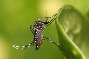 The Aedes aegypti mosquito, which transmits the Zika virus. WHO warned that the Zika virus is expected to spread to parts of Europe and its surrounding region. Photo: Muhammad Mahdi Karim via Wikimedia Commons.