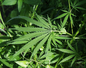 A cannabis leaf. Photo: The United States Fish and Wildlife Service via Wikimedia Commons. 