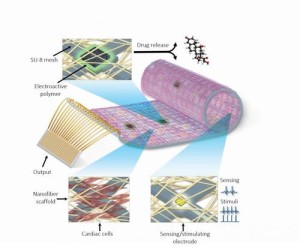 The remotely-regulated "cyborg heart patch" comprised of living cardiac cells, polymers, and a complex nanoelectronic system. Photo: Tel Aviv University via Eurekalert.