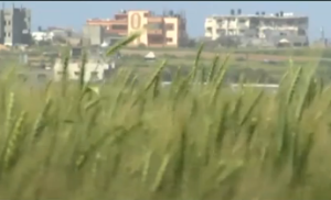 A view of the wheat fields in southern Israel that are blocking the view to Gaza and Hamas tunnel work. Photo: Walla/screenshot.