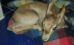 The fawn found by Israeli security forces during a night raid in Nablus in search of weapons. Photo: Civil Administration of Judea and Samaria.