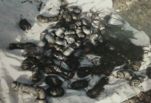 The pipe bombs seized by security forces last month following the arrest of five Palestinian terrorists, including three dentists. Photo: Shin Bet.