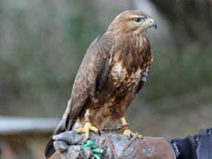 A common buzzard. The Israeli Wildlife Hospital (IWH) is opening the first bird blood bank in the world. Photo: Dick Daniels via Wikimedia Commons.