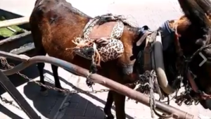 An abused pregnant donkey, rescued by Israeli policemen and the Pegasus Society. Photo: Screenshot.