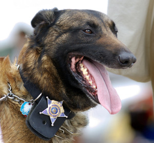 Twenty police service dogs from the Czech Republic are coming to Israel. Photo: Wikimedia Commons.