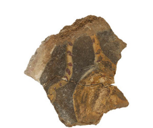 The back of a tiger with its tail curling, in a fresco from Zippori, dating from the early Second Century CE. Photo: G. Laron via Hebrew University of Jerusalem.
