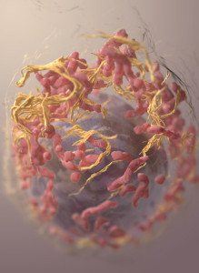 A 3D structure of a melanoma cell. Photo: Sriram Subramaniam/National Cancer Institute (NCI) via Wikimedia Commons.