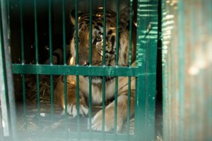 A tiger that was rescued from the Gaza Zoo by Four Paws International. Photo: Four Paws International. 