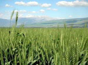 Growing wheat in Israel's Hula Valley. Photo: Wikipedia.