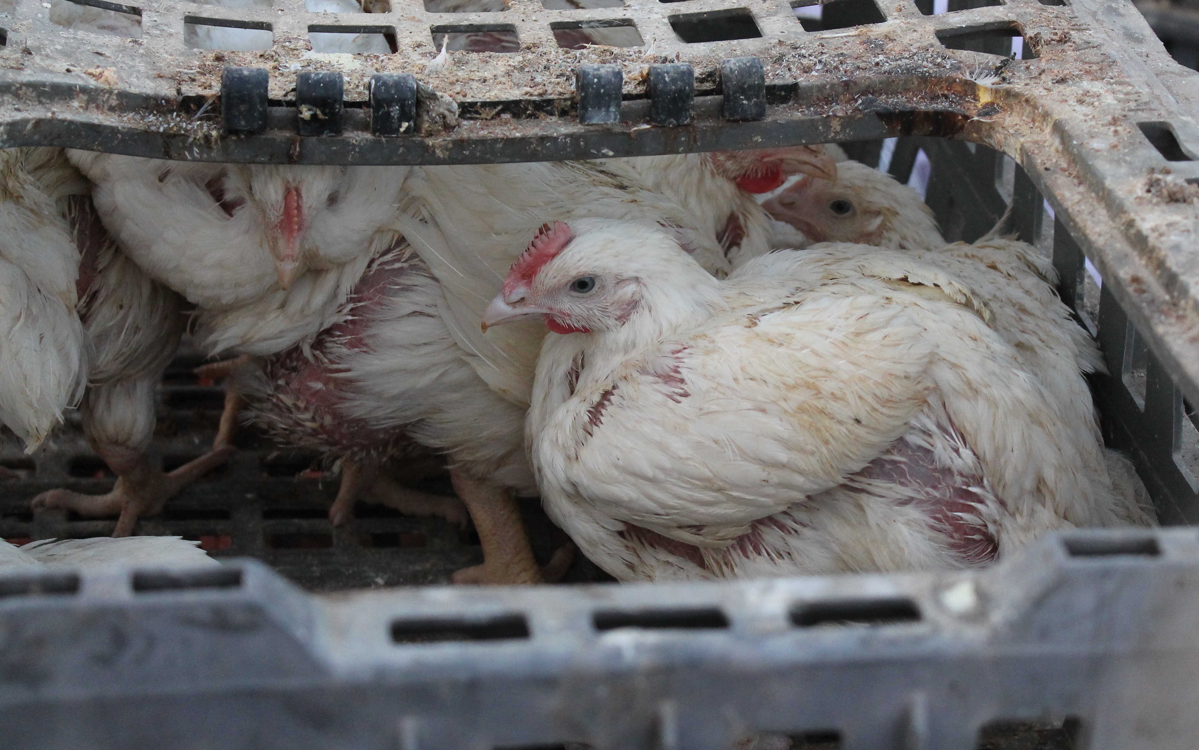 Chickens for Kapparot. Photo: Wikimedia Commons.