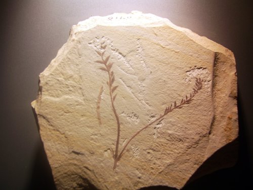 A fossil of Archaefructus liaoningensis, a prehistoric plant. (Illustrative.) Photo: Wikimedia Commons.